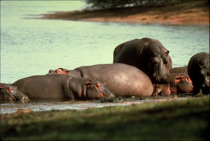 hippopotamus_amphibius_80