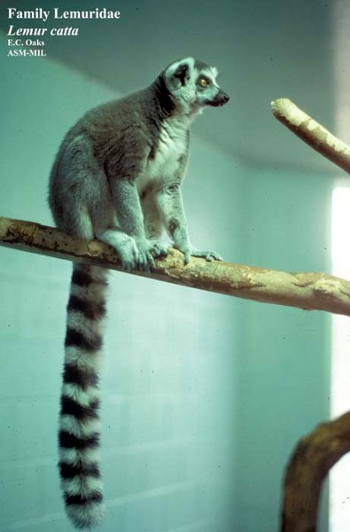 lemur_catta