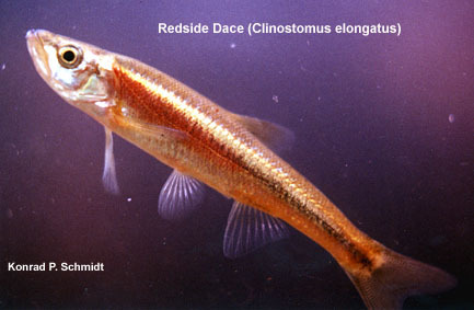 Clinostomus-elongatus-1