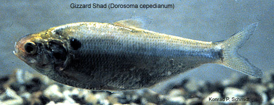 Dorosoma-cepedianum-1