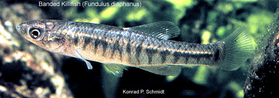 Fundulus-diaphanus-1