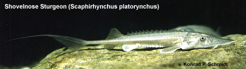 Scaphirhynchus platorynchus