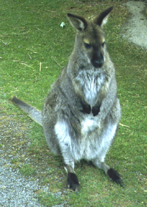 kangaroo4