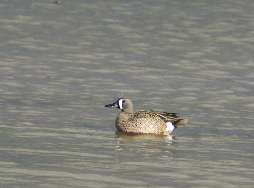 bluewinged_teal7020