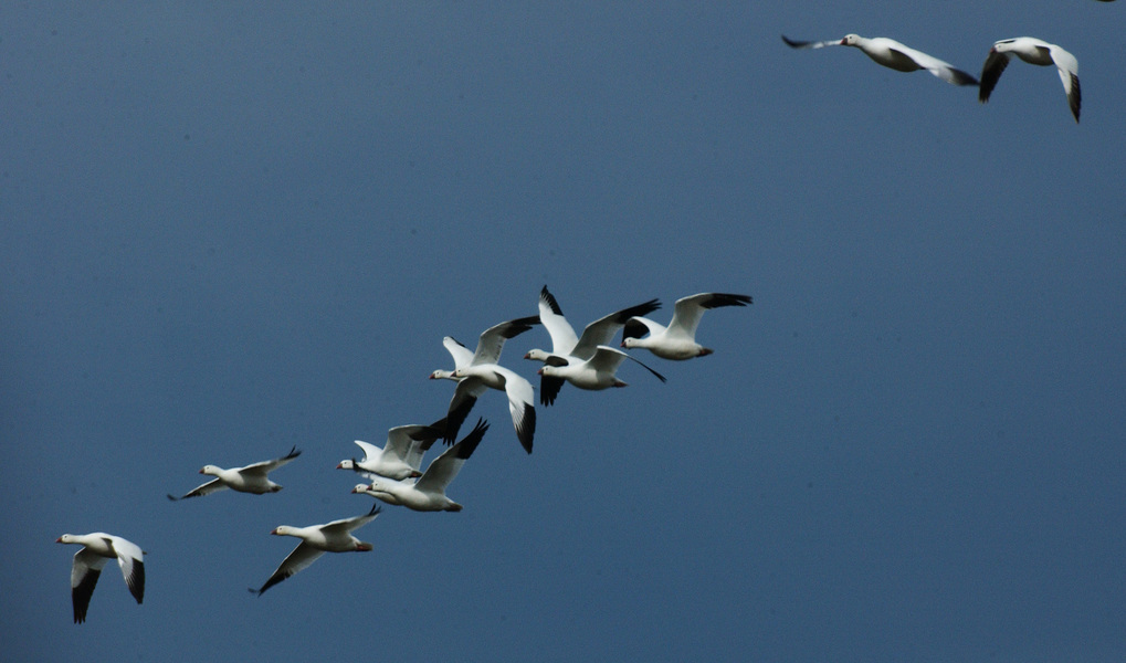 snowgeese7217