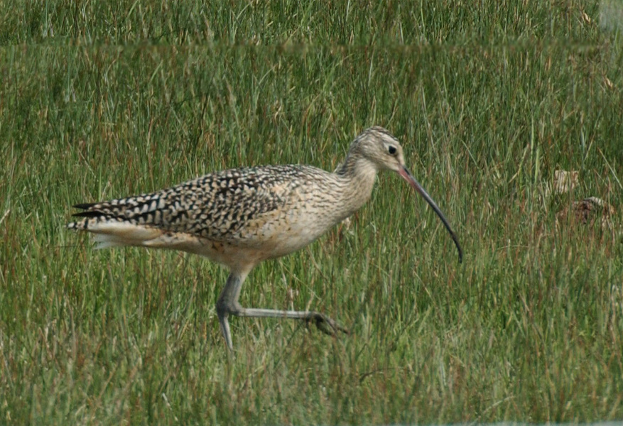 curlew7207