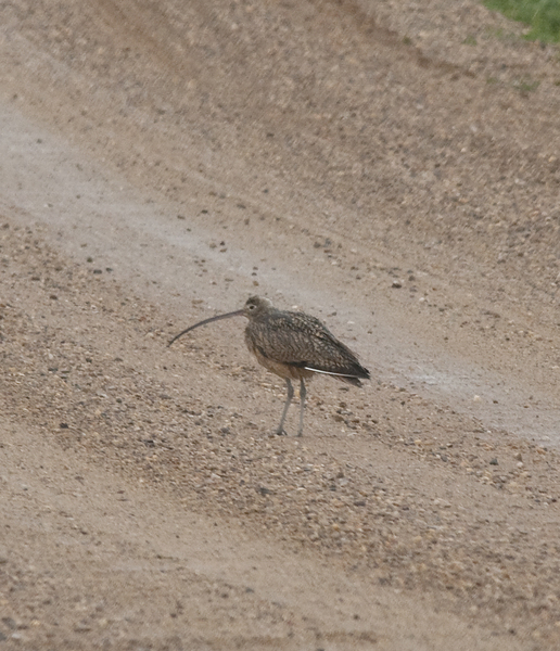 curlew7738