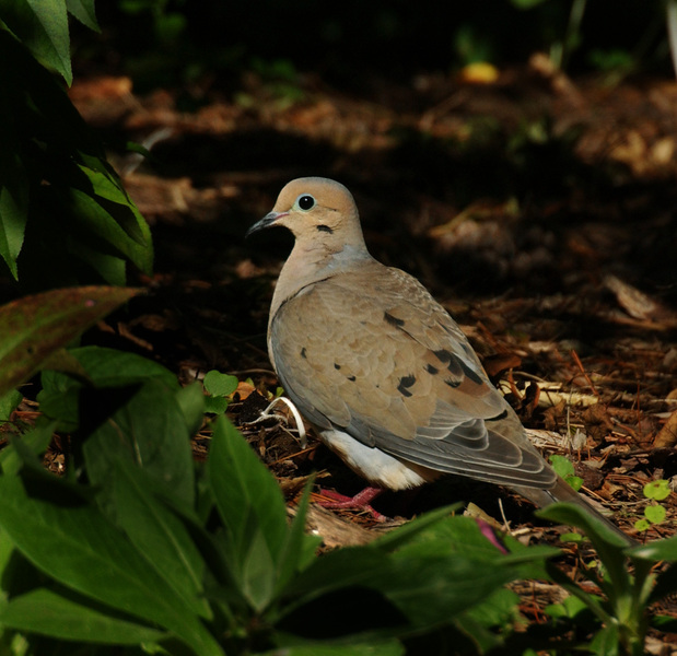 mourning_dove8326