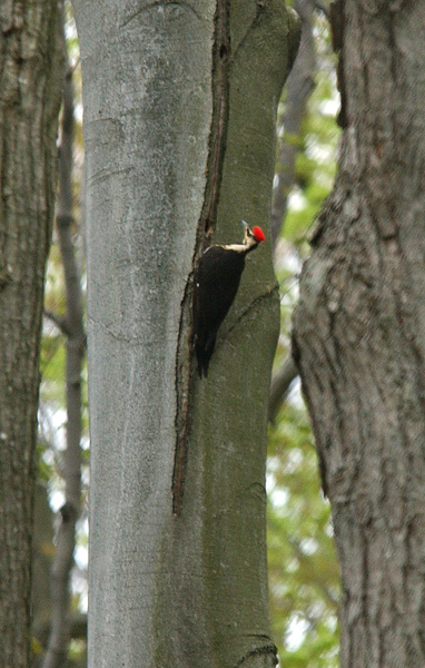 pileated4206