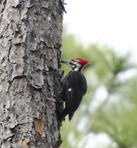 pileated8543