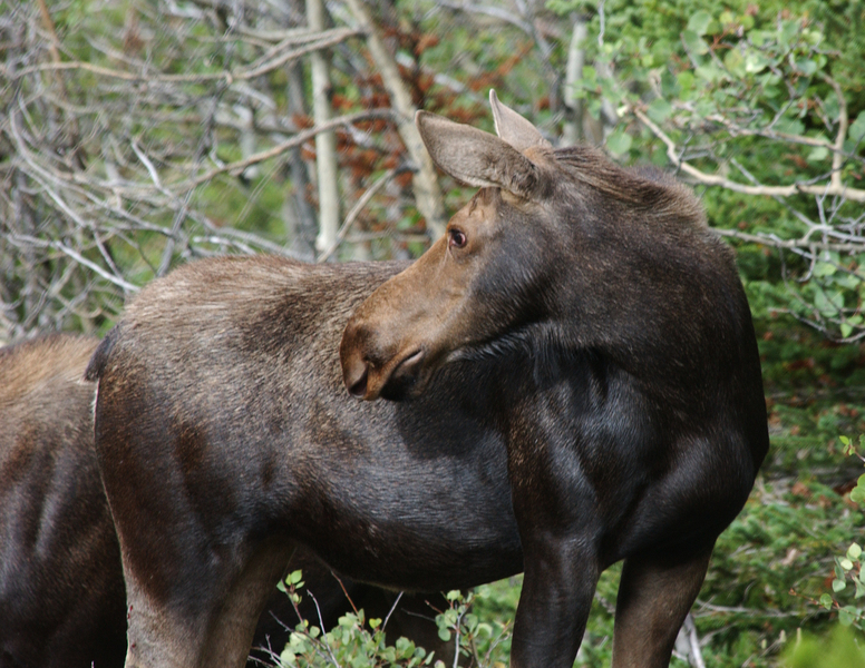 moose2552