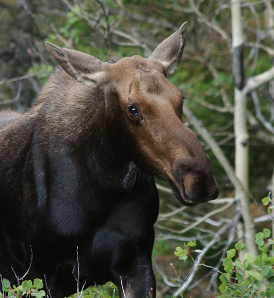 moose2560