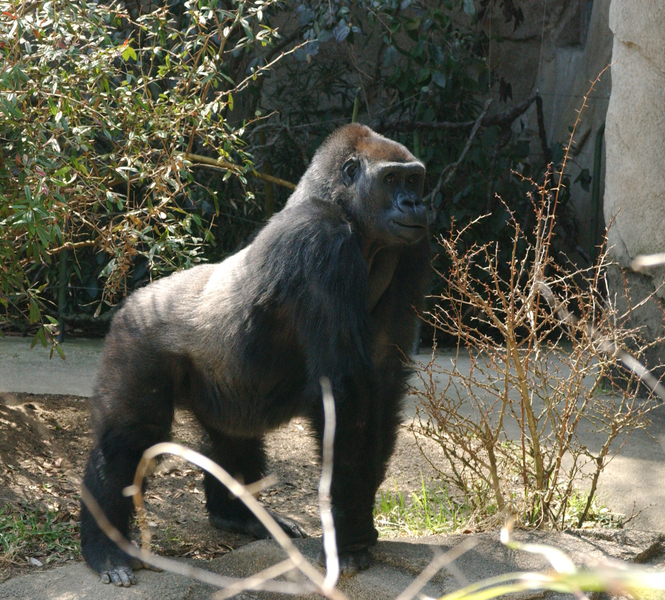 gorilla3900
