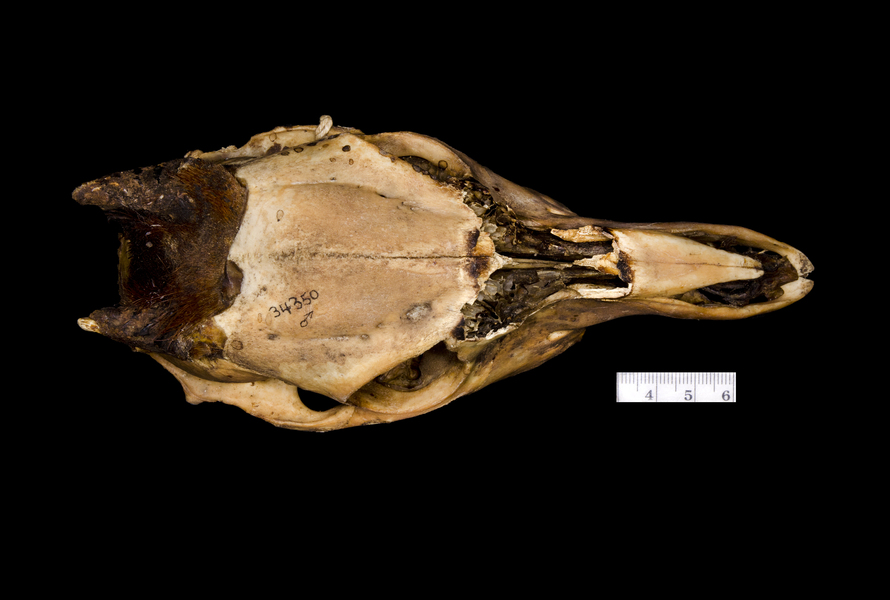 Cephalophus callipygus