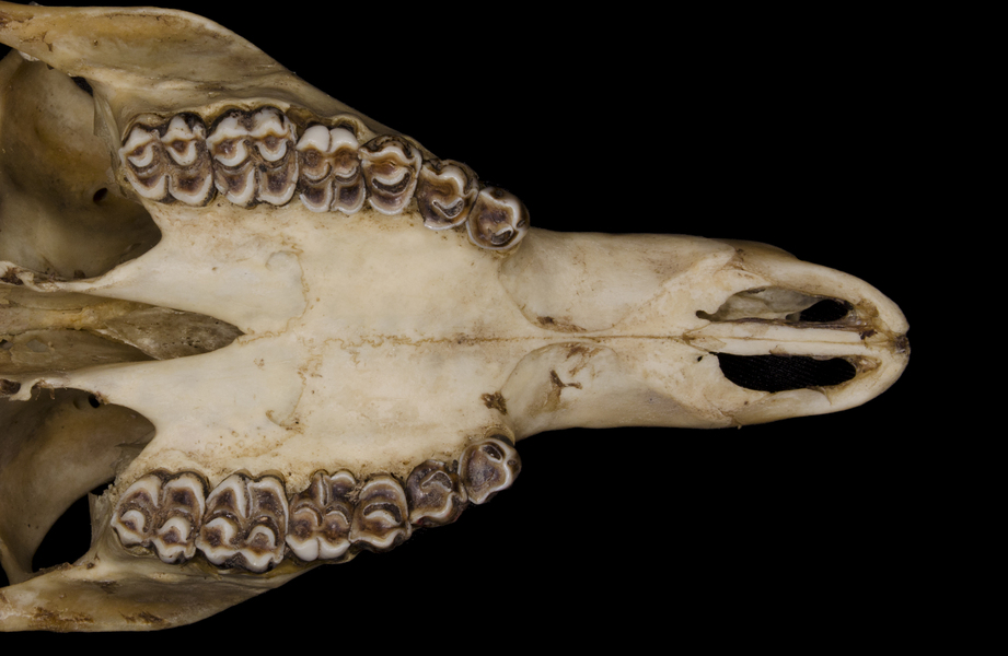 Cephalophus dorsalis