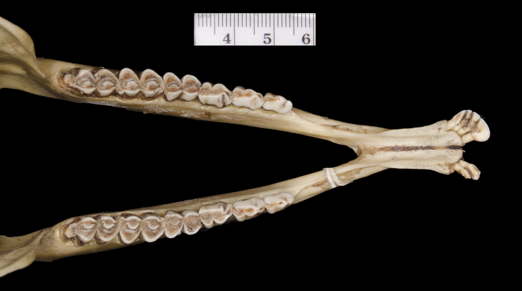 Cephalophus leucogaster