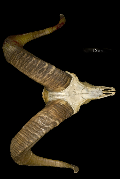 Ovis canadensis