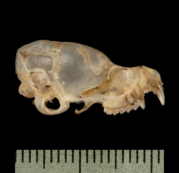 Taphozous melanopogon