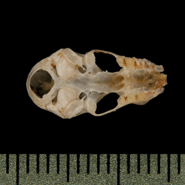 Hipposideros pygmaeus