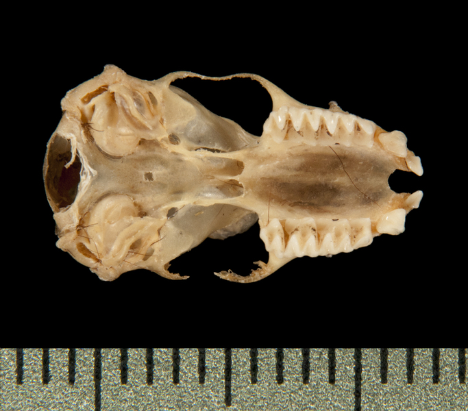 Mormopterus acetabulosus