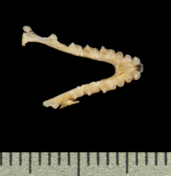 Nyctinomops femorosaccus