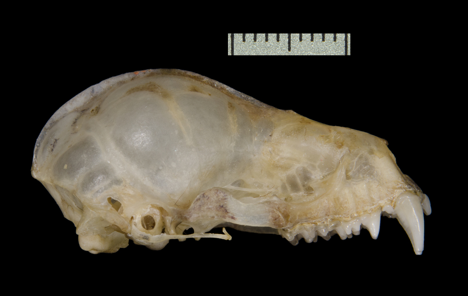 Chrotopterus auritus