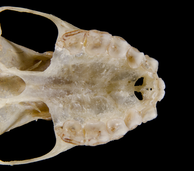 Platyrrhinus lineatus