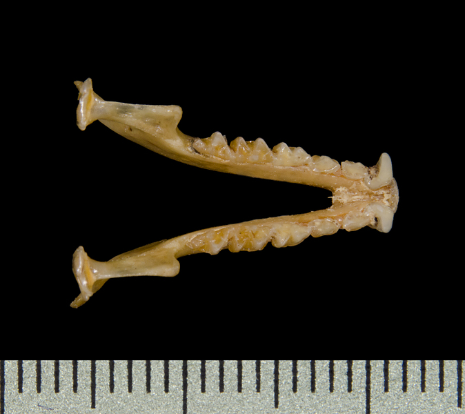 Trachops cirrhosus