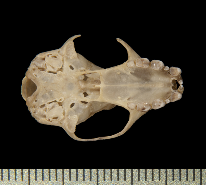 Otopteropus cartilagonodus