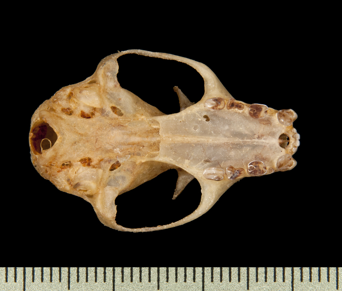 Ptenochirus minor