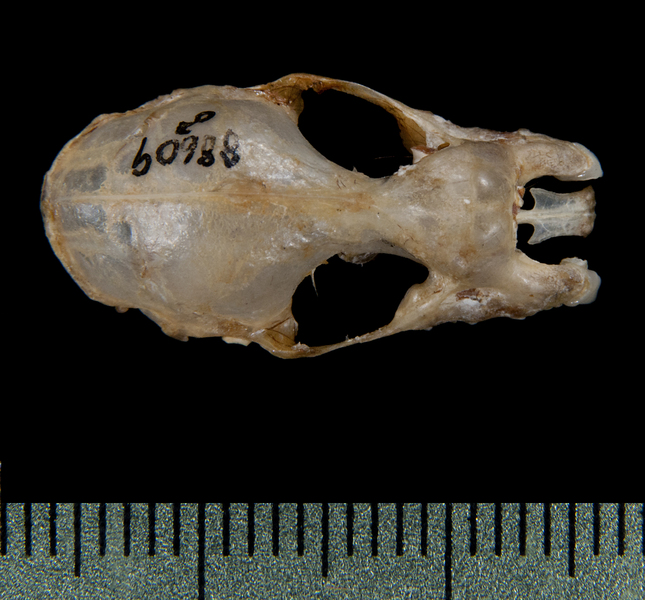 Rhinolophus ferrumequinum