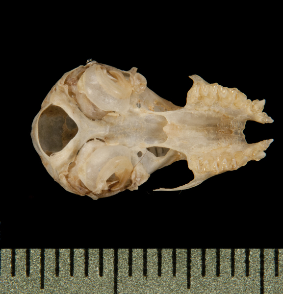 Corynorhinus rafinesquii