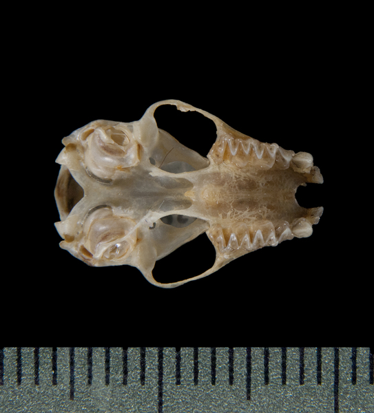 Eptesicus furinalis