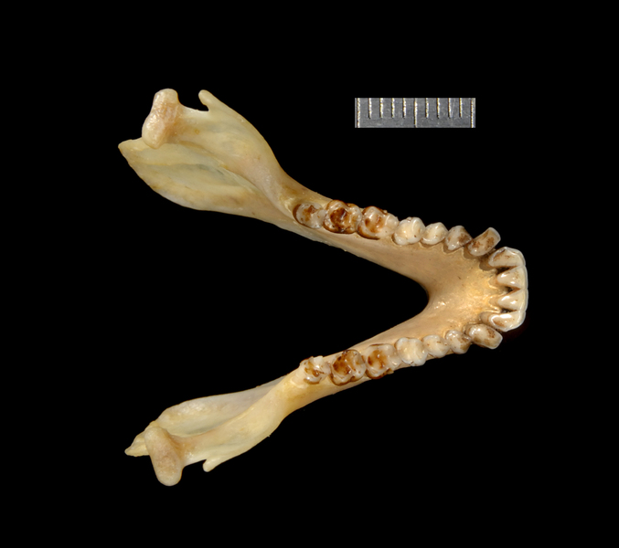 Aotus trivirgatus