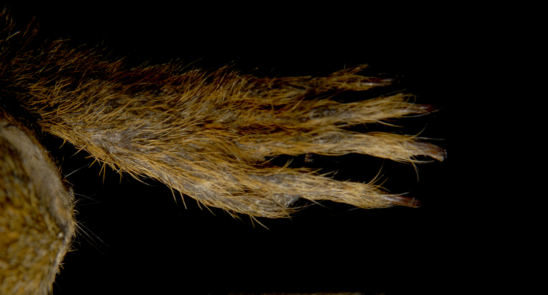 Callithrix pygmaea