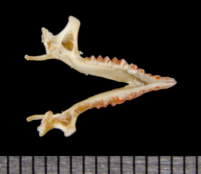 Sorex arcticus
