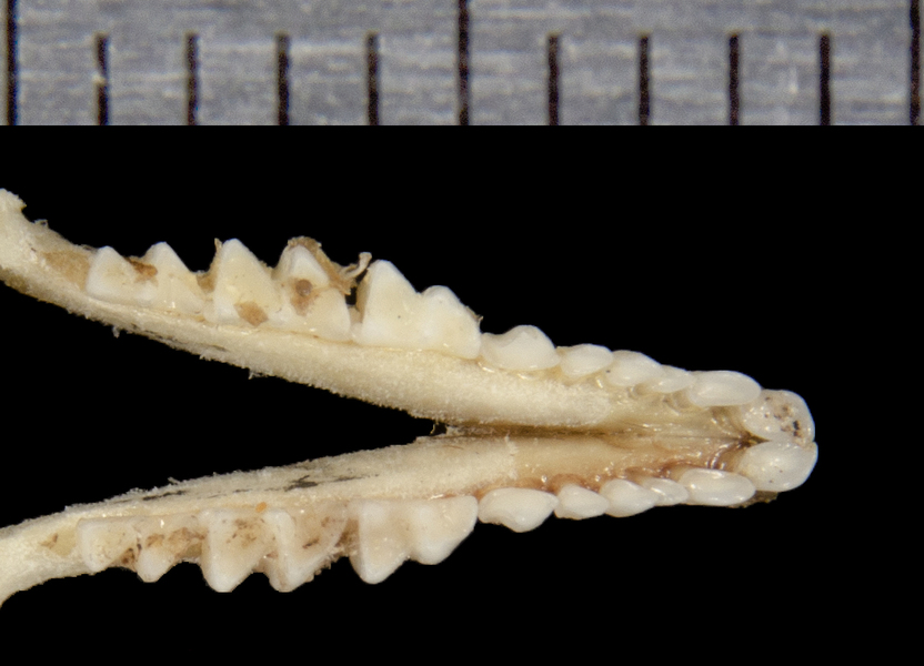 Dymecodon pilirostris