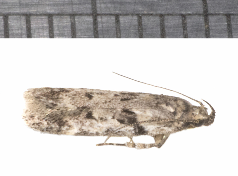Gelechiidae8504