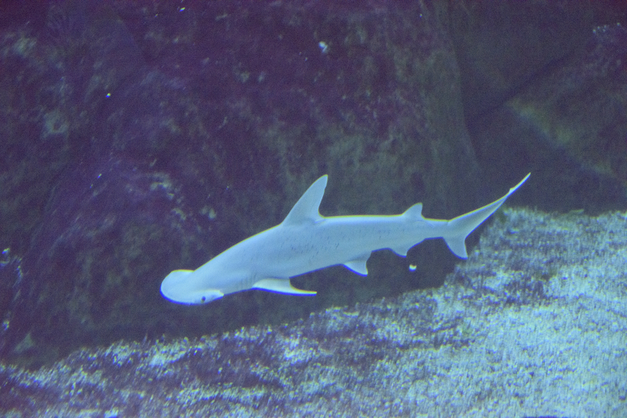 Sphyrna tiburo