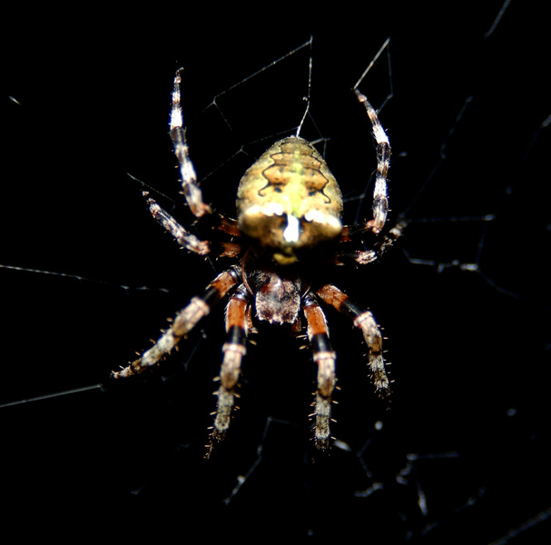 spider4497