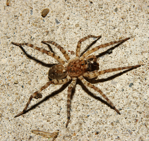 spider5481