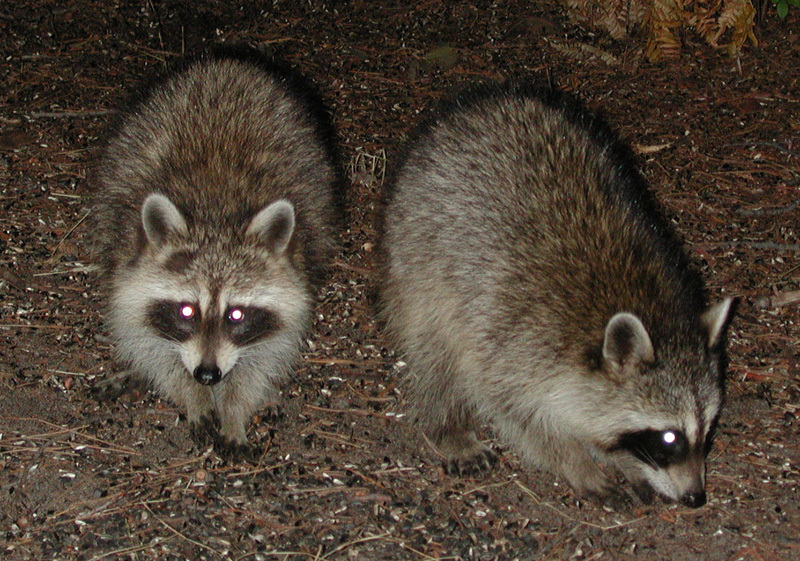 coons2
