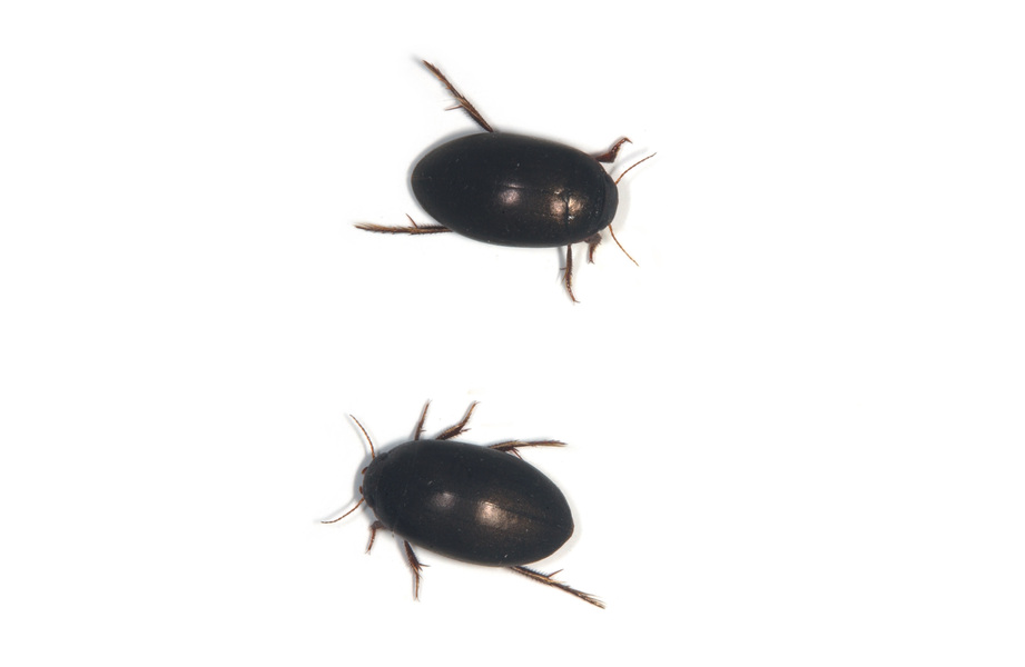 Dytiscidae1166