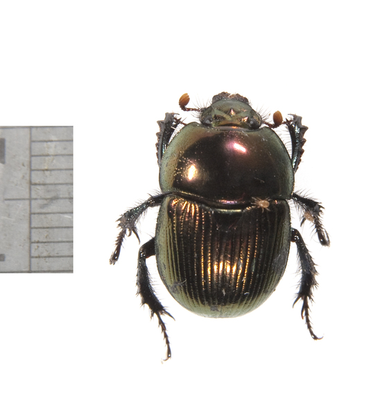 beetle3481