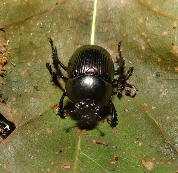 beetle5022