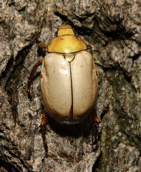Scarabaeoidea