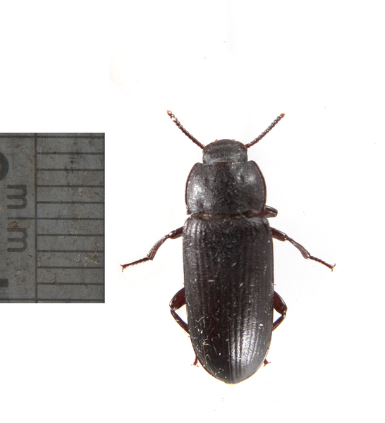 beetle2465