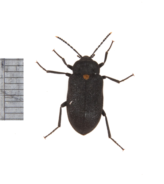 beetle2722