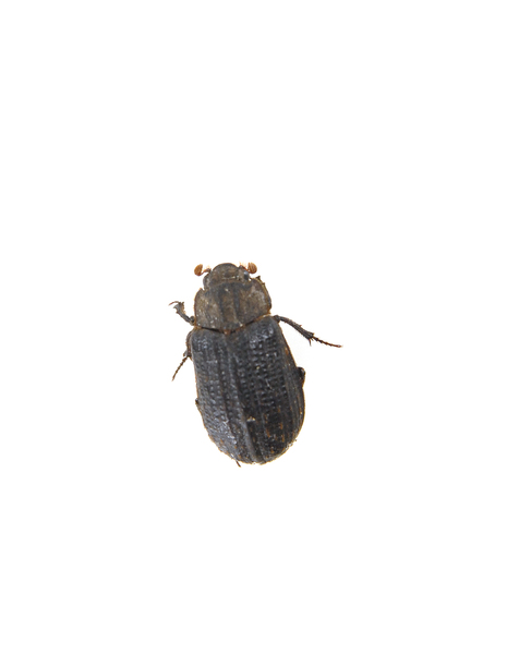 beetle3179