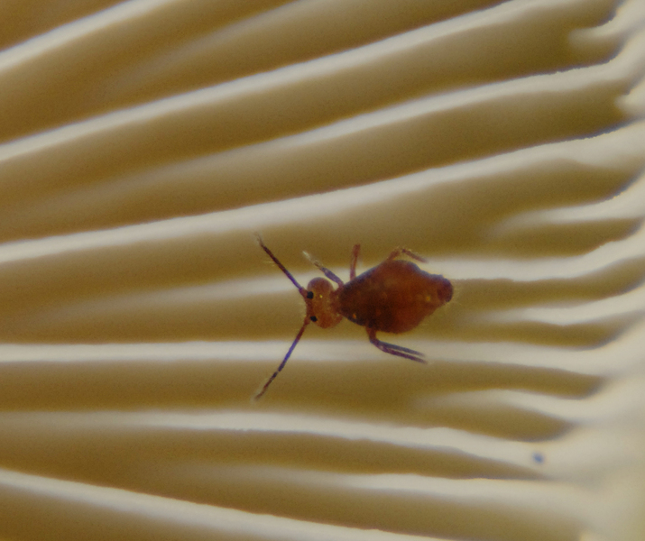 collembola1245